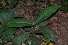 Ixora polyantha